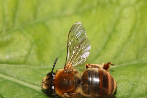 Réf. 334 514 : Eucera longicornis